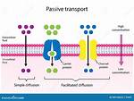 Is Simple Diffusion Active or Passive