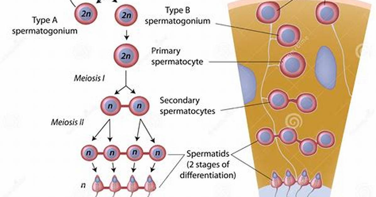 Is Spermatogenesis Continuous Process