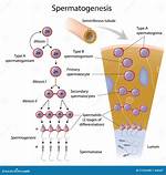 Is Spermatogenesis Continuous Process