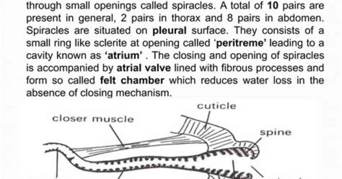 Is Spiracles a Word?