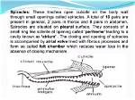 Is Spiracles a Word?