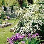 Is Spiraea Deer Resistant?