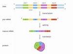 Is Splicing a Verb?
