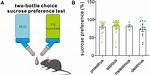 Is Sucrose Preference Test?