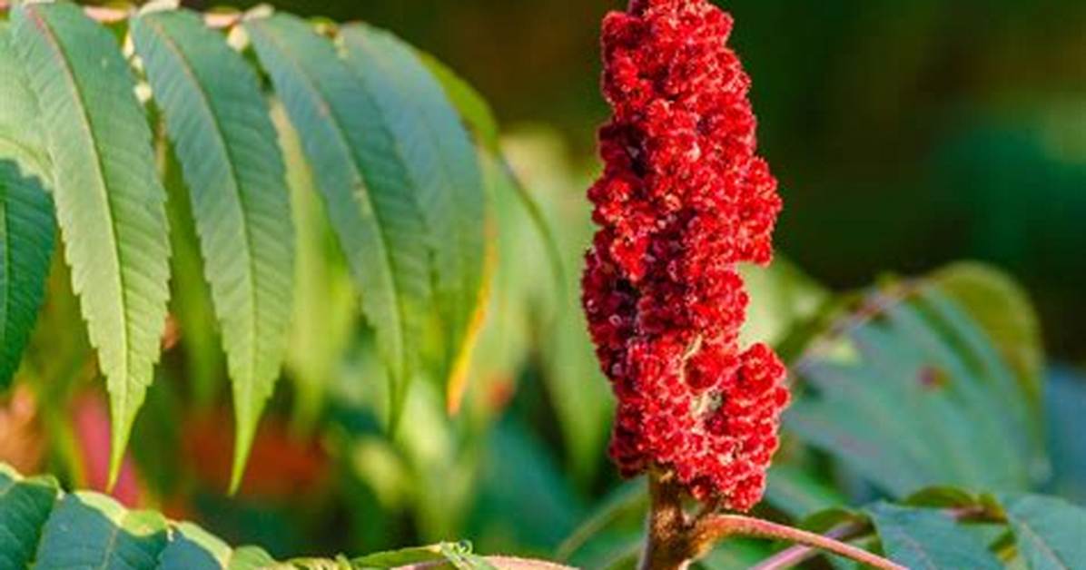 Is Sumac a Tree?
