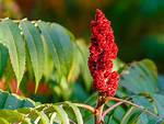 Is Sumac a Tree?