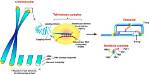 Is Telomerase a Reverse Transcriptase?