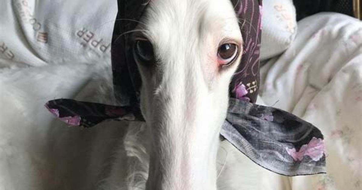 Is There a Borzoi in Lady and the Tramp? – Celebrity. Fm – #1 Official Stars, Business & People Network, Wiki, Success Story, Biography & Quotes