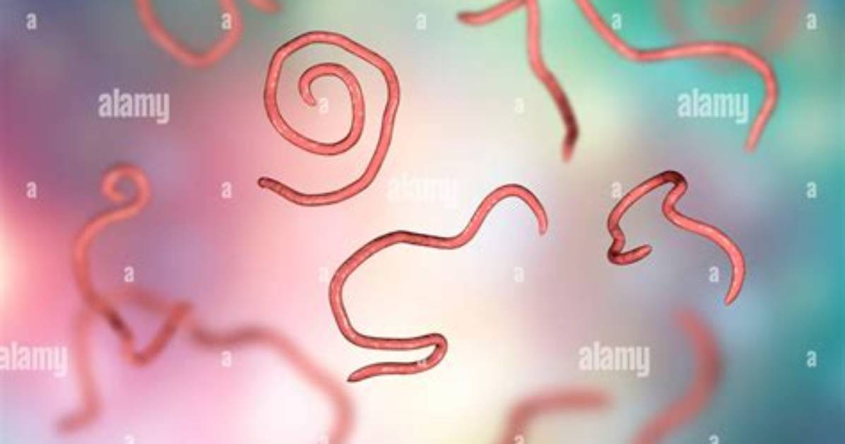 Is Threadworm a Parasite?