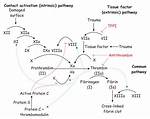 Is Thrombin a Factor V