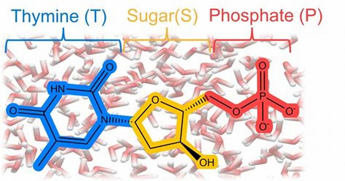 Is Thymine a Nucleoside?