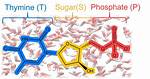 Is Thymine a Nucleoside?