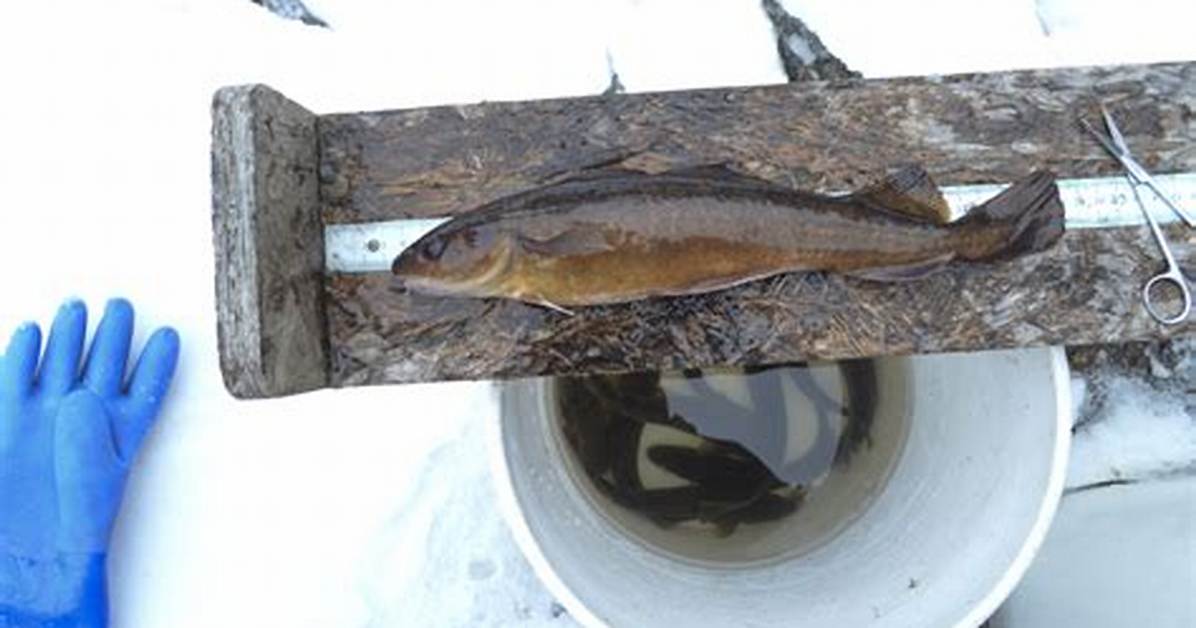 Is Tomcod a Cod?