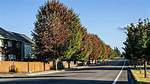 Is Tree Lined Hyphenated?