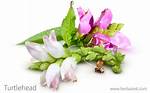 Is Turtlehead an Herb?
