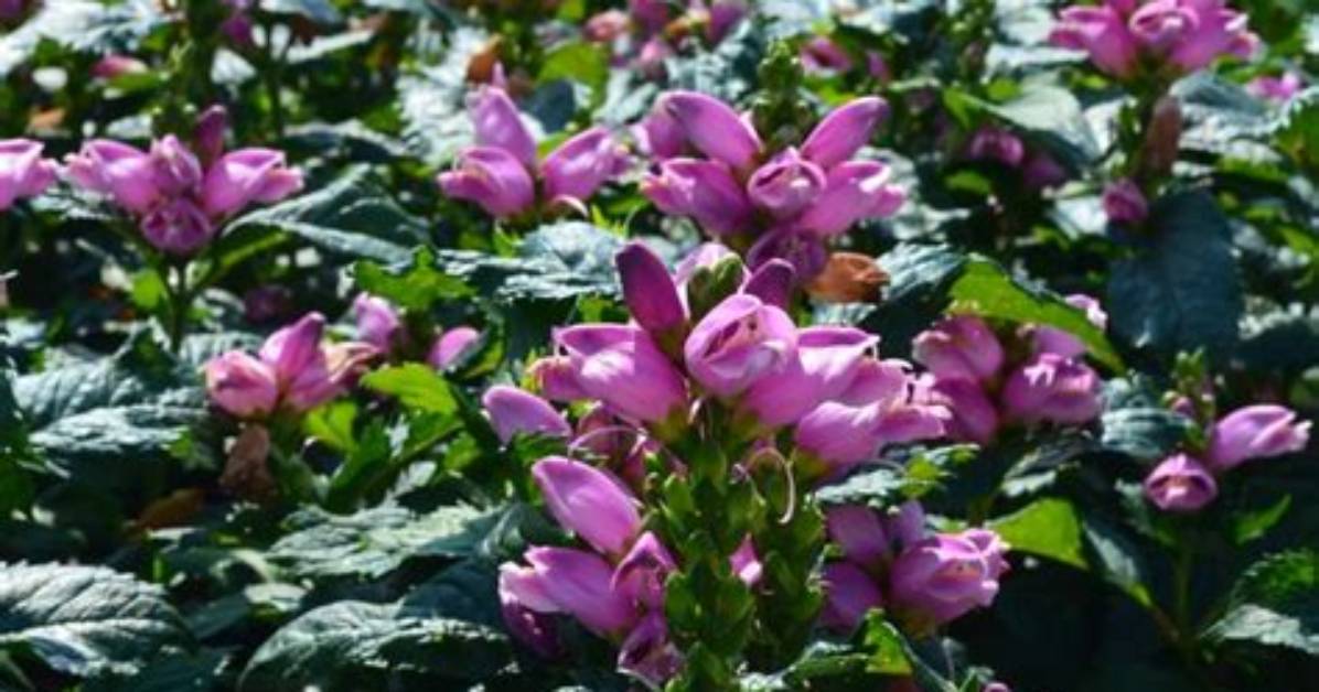 Is Turtlehead Deer Resistant?