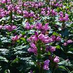 Is Turtlehead Deer Resistant?