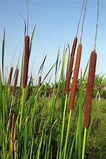 Is Typha a Weed?