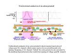 Is Unidirectional Action Potential?