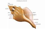Is Univalve a Shell?