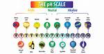 Is Window Cleaner Acidic or Basic? Check This out | Ph of Window Cleaner
