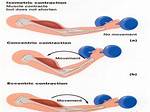 Isometric Contraction Examples