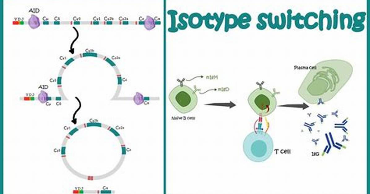Isotype Switching