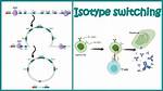Isotype Switching