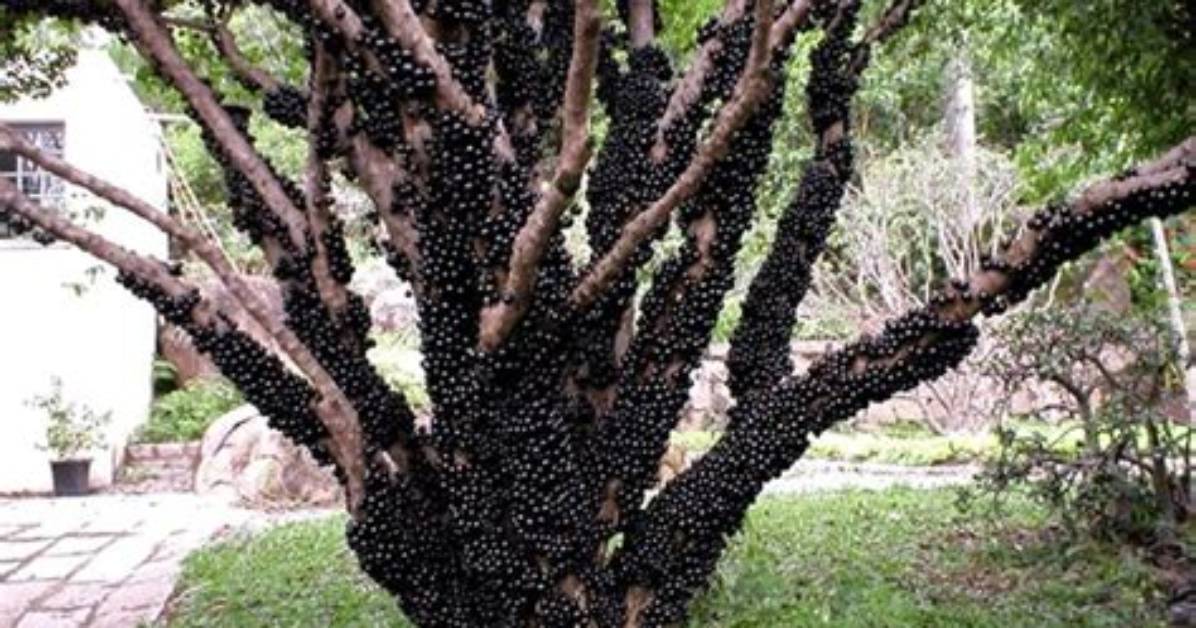 Jaboticaba Tree