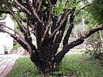 Jaboticaba Tree