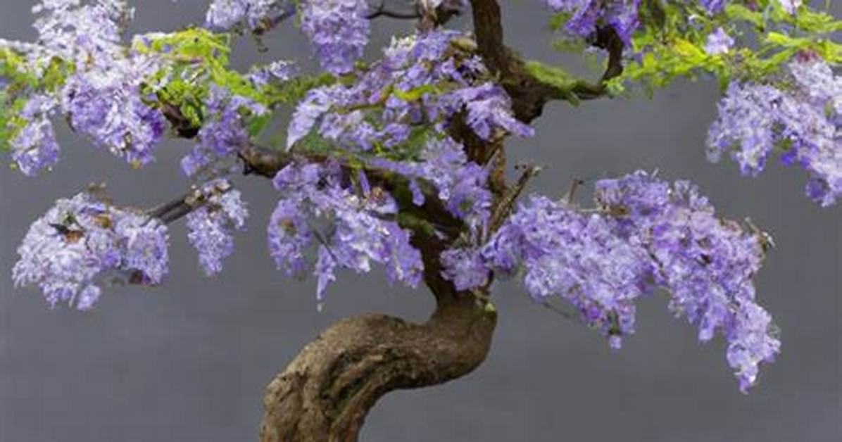 Jacaranda Bonsai