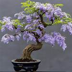 Jacaranda Bonsai