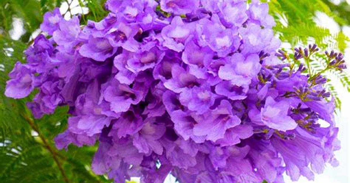 Jacaranda Flower