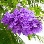 Jacaranda Flower
