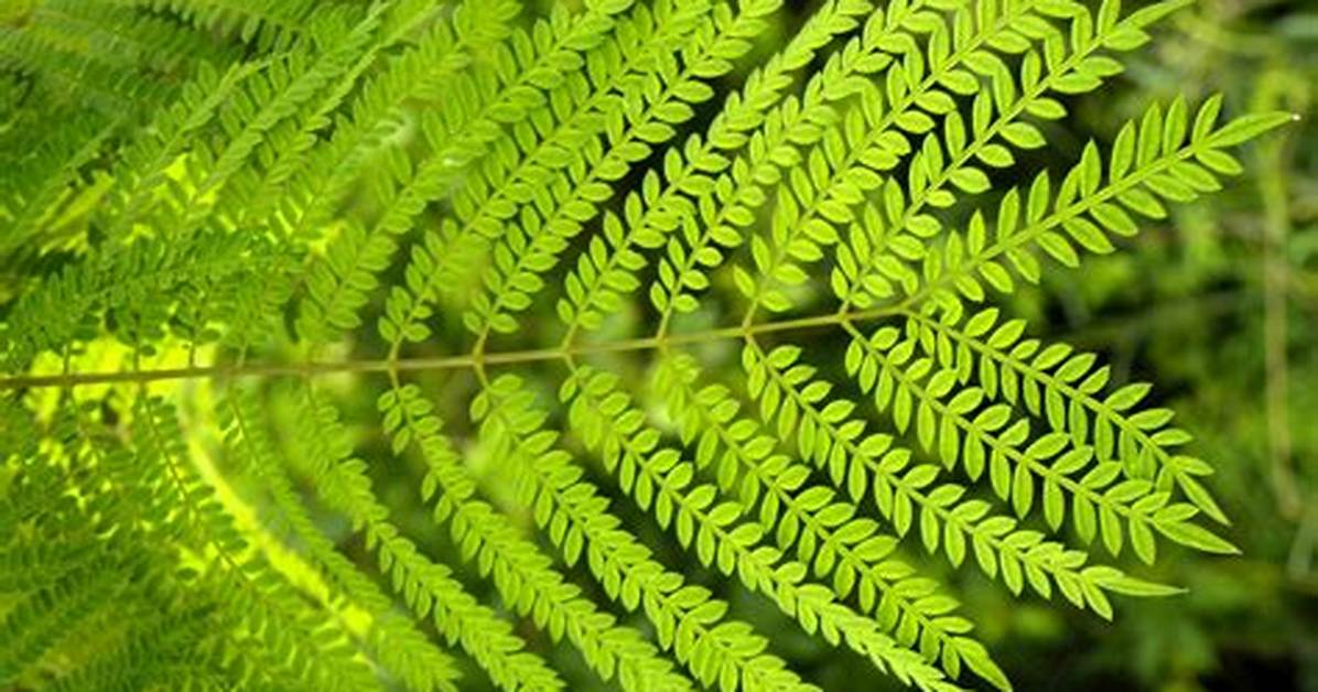 Jacaranda Tree Leaf