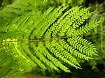 Jacaranda Tree Leaf