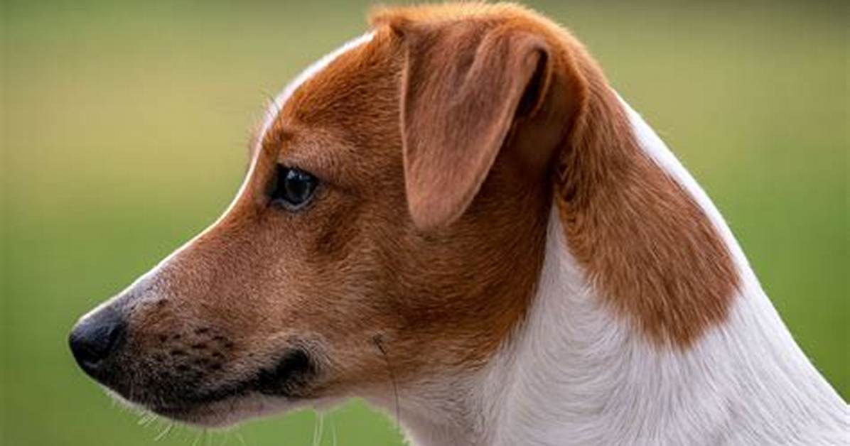 Jack Russell