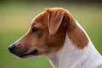 Jack Russell