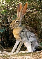 Jackrabbit Animal