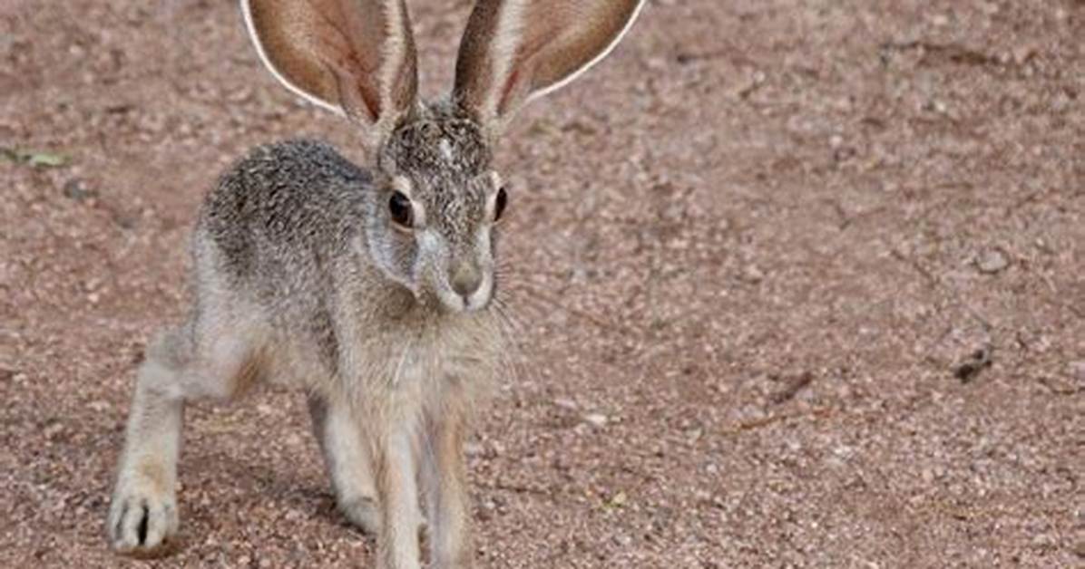 Jackrabbit for One