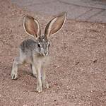 Jackrabbit for One