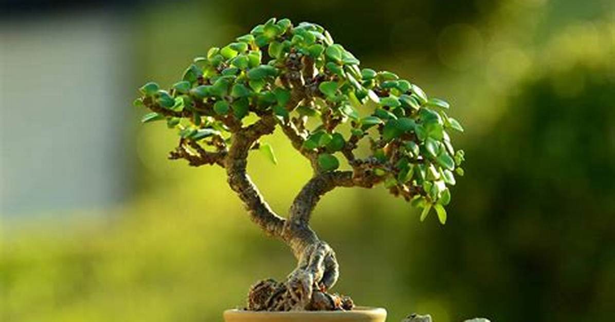 Jade Bonsai Tree