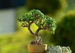 Jade Bonsai Tree