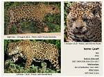 Jaguar for Example