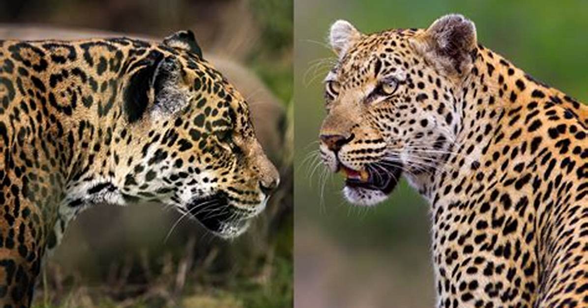 Jaguar or Leopard for Example