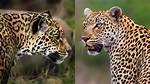 Jaguar or Leopard for Example