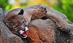 Jaguars and Cougars for Example
