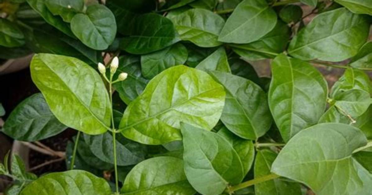 Jasmine Leaf