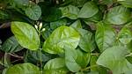 Jasmine Leaf
