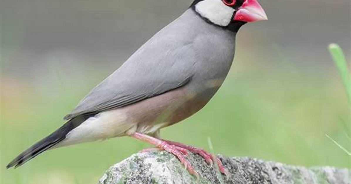Java Finches